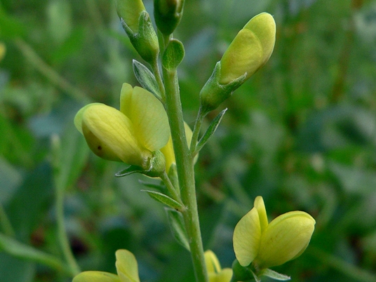 {Baptisia simplicifolia}